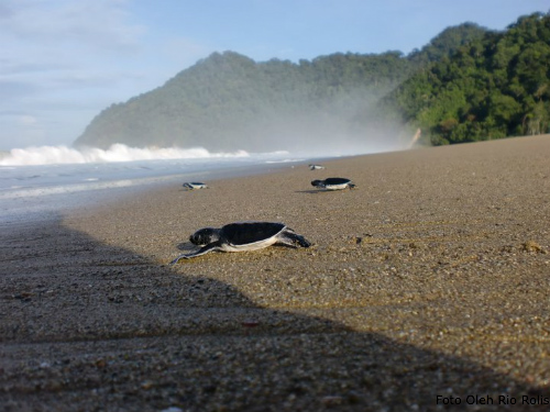 Pantai Ujung Genteng